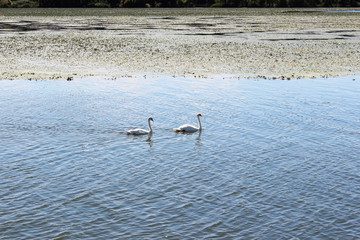 Cigno sul lago inferiore