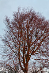 Sunrise on a Treetop