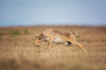 Saiga tatarica is listed in the Red Book, Chyornye Zemli (Black Lands) Nature Reserve, Kalmykia region, Russia.