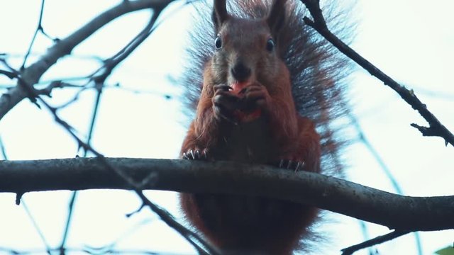 Red squirrel sits on a branch and eats an apple, backlight, bokeh, shallow depth of the field, 59.94 fps.