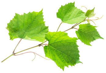 Green vine leaves or  grape leaves on white background. Clipping path.