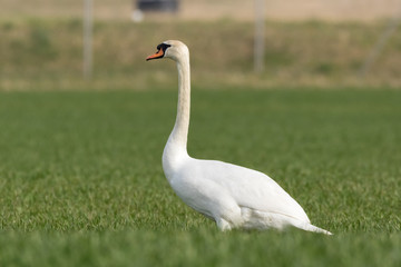 Schwan auf einer Wiese