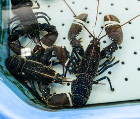 Lobsters in a tank in the fish market. The claws are tied.