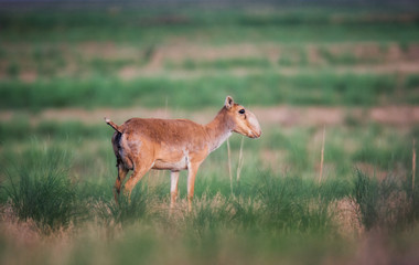 Saiga tatarica is listed in the Red Book, Chyornye Zemli (Black Lands) Nature Reserve, Kalmykia region, Russia.