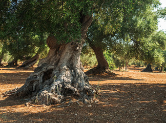 Mediterranean olive plantation and an old olive tree in the foreground.