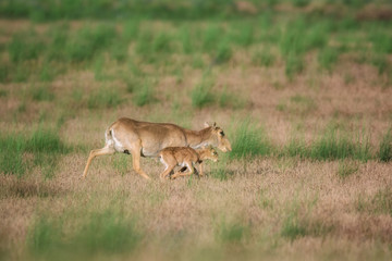 Saiga tatarica is listed in the Red Book, Chyornye Zemli (Black Lands) Nature Reserve, Kalmykia region, Russia.