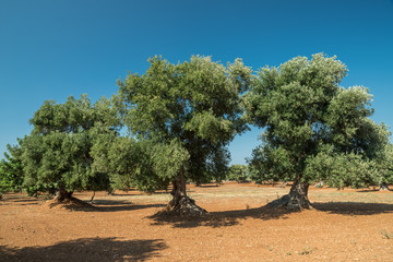 Mediterranean olive plantation and an old olive tree in the foreground.