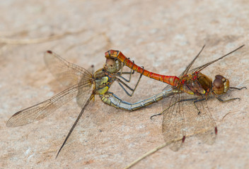 Red-Veined Darter pair (Sympetrum fonscolombii) - 235635363