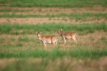 Saiga tatarica is listed in the Red Book, Chyornye Zemli (Black Lands) Nature Reserve, Kalmykia region, Russia.