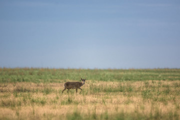 Saiga tatarica is listed in the Red Book, Chyornye Zemli (Black Lands) Nature Reserve, Kalmykia region, Russia.