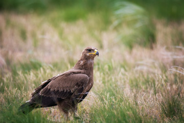 Steppe eagle / Aquila nipalensis. Chyornye Zemli (Black Lands) Nature Reserve, Kalmykia region, Russia.