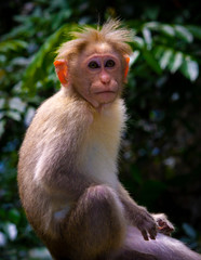 Obraz premium monkey