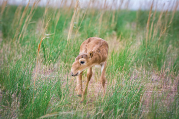 Kid Saiga tatarica is listed in the Red Book, Chyornye Zemli (Black Lands) Nature Reserve, Kalmykia region, Russia.
