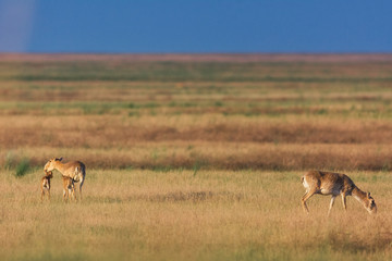 Naklejka premium Saiga tatarica is listed in the Red Book, Chyornye Zemli (Black Lands) Nature Reserve, Kalmykia region, Russia.