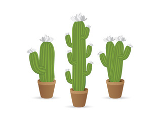 Cactus icons on a white background. 