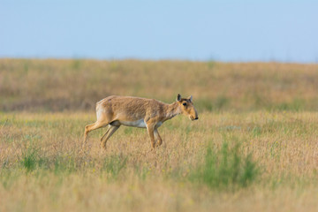 Saiga tatarica is listed in the Red Book, Chyornye Zemli (Black Lands) Nature Reserve, Kalmykia region, Russia.
