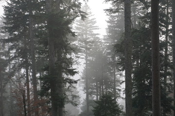 Fototapeta na wymiar Fichten und Tannen im dichten Nebel