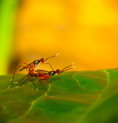 mating tilt fly