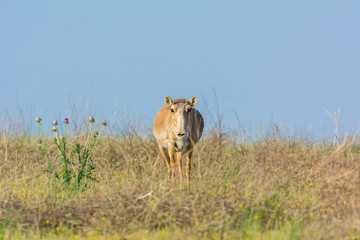 Saiga tatarica is listed in the Red Book, Chyornye Zemli (Black Lands) Nature Reserve, Kalmykia region, Russia.
