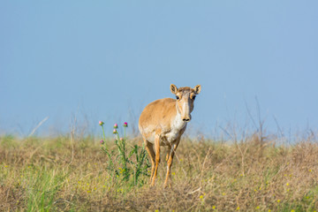 Saiga tatarica is listed in the Red Book, Chyornye Zemli (Black Lands) Nature Reserve, Kalmykia region, Russia.