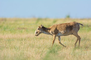 Saiga tatarica is listed in the Red Book, Chyornye Zemli (Black Lands) Nature Reserve, Kalmykia...