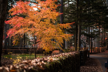 journey at japan autumn season, karuizawa