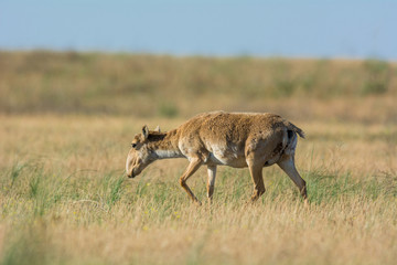 Saiga tatarica is listed in the Red Book, Chyornye Zemli (Black Lands) Nature Reserve, Kalmykia region, Russia.