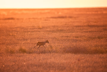 Kid Saiga tatarica is listed in the Red Book, Chyornye Zemli (Black Lands) Nature Reserve, Kalmykia...