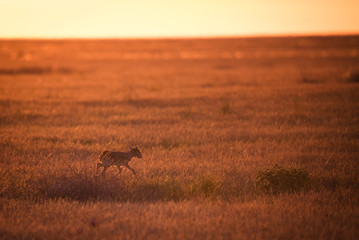 Kid Saiga tatarica is listed in the Red Book, Chyornye Zemli (Black Lands) Nature Reserve, Kalmykia region, Russia.