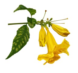 Obraz premium Trumpet flower vector