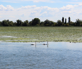 Quadretto incantato al lago