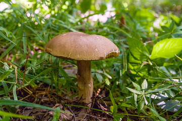 Porcini mushroom grows on the forest floor at autumn season..