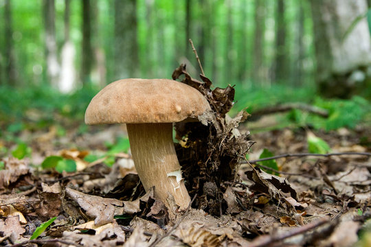 Porcini mushroom grows on the forest floor at autumn season..