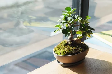 Schilderijen op glas Small bonsai on wood table at window. © eakgrungenerd