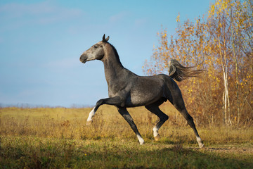 Obraz na płótnie Canvas Beautiful grey horse running on field in freedom