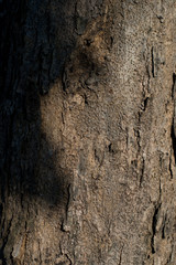 Beautiful tree texture