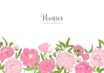 Elegant floral background or backdrop decorated with border made of gorgeous peony flowers at bottom edge on white background. Tender flowering garden plants. Romantic floral vector illustration.