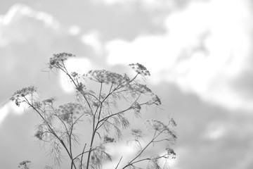 vegetación, blanco y negro