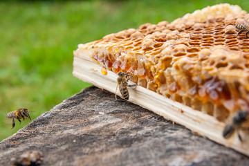 Close up view of the working bee on the honeycomb with sweet honey..