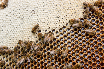 Busy bees, close up view of the working bees on honeycomb. .