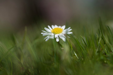 Gänseblümchen © Hanna Gottschalk
