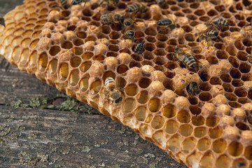 Close up view of the working bee on the honeycomb with sweet honey..