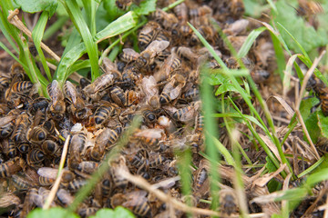 Bees and wasp swarming on honey drops in green grass..