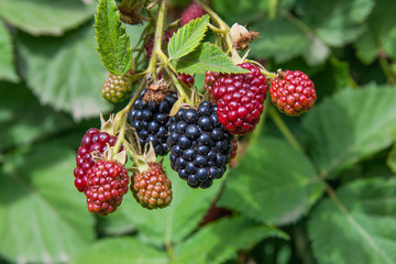 Close up view of a bunch of blackberry. Ripening of the blackberries on the blackberry bush in forest..