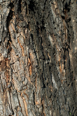 Beautiful tree texture