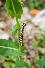 Beautiful black and yellow caterpillar creeps on a green branch.