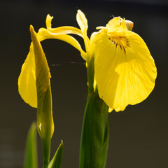 Schwertlilie, (Iris),