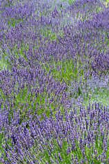Naklejka premium ラベンダーの花畑