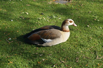 Goose