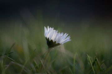 Gänseblümchen © Hanna Gottschalk